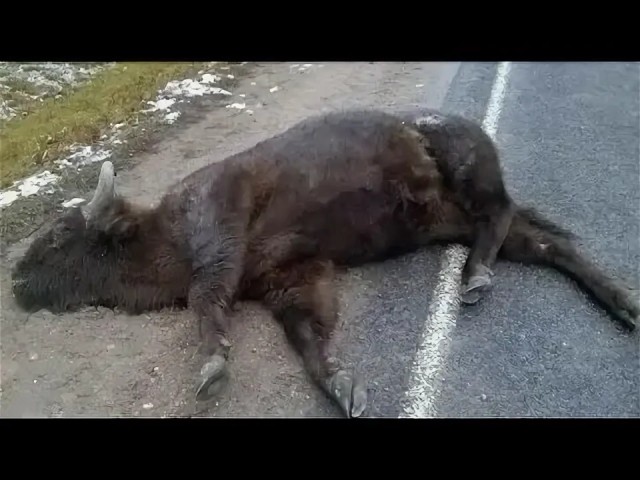 Маленький Джигурда всех шуруповёртил