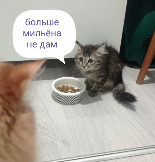 Ну, добро пожаловать, новенький!
