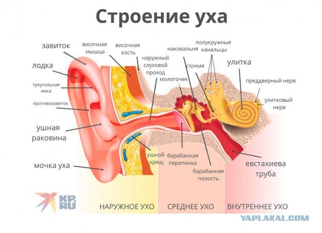 В продолжение темы комрада о зрении после 40