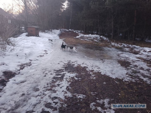 Жизнь домашнего приюта для котеек 574