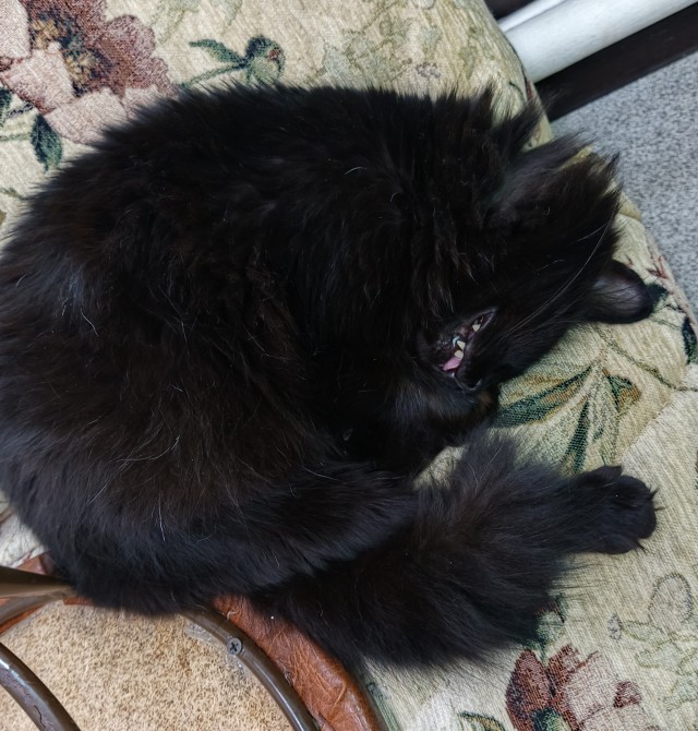Наши коты