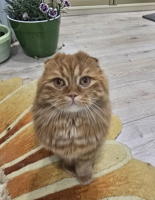 Принимайте в ряды вислоухих