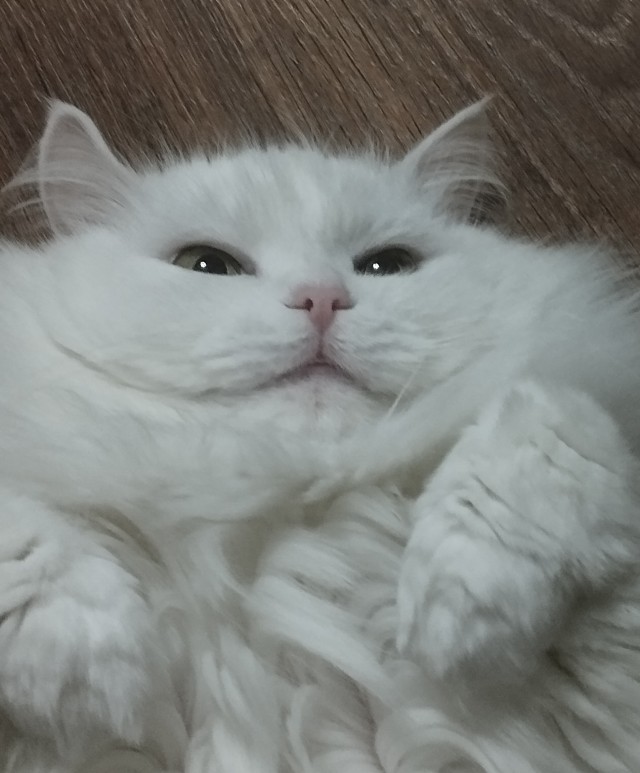 Спортивный котовторник.