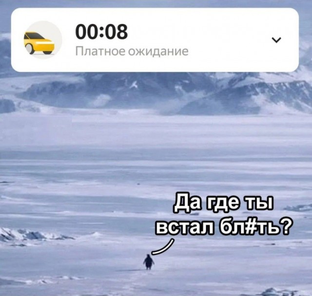 Пингвины - философы моей жизни