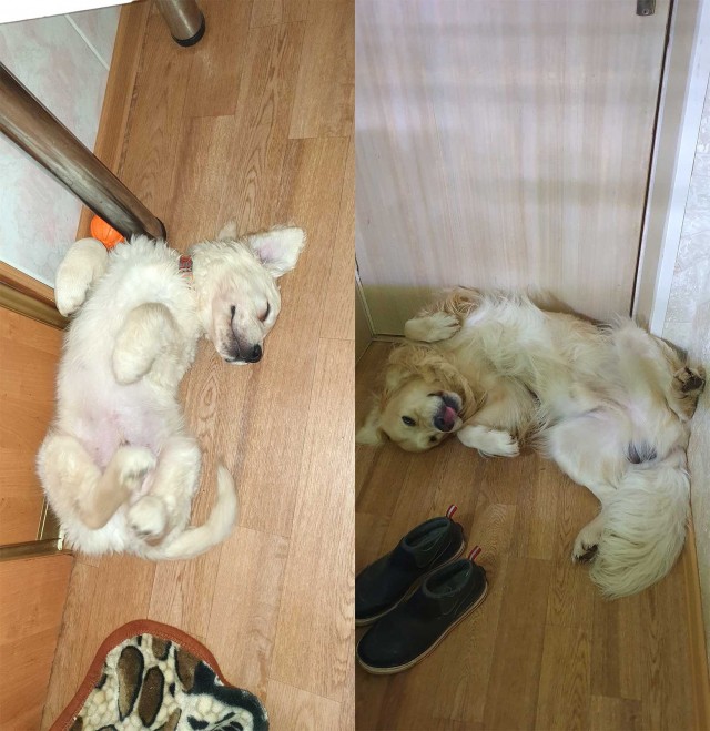 К собака четвергу.