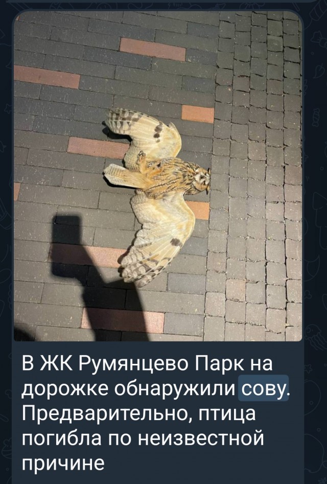 Чемодан с вещами вылетел из окна 24-го этажа после семейной ссоры в Новой Москве.