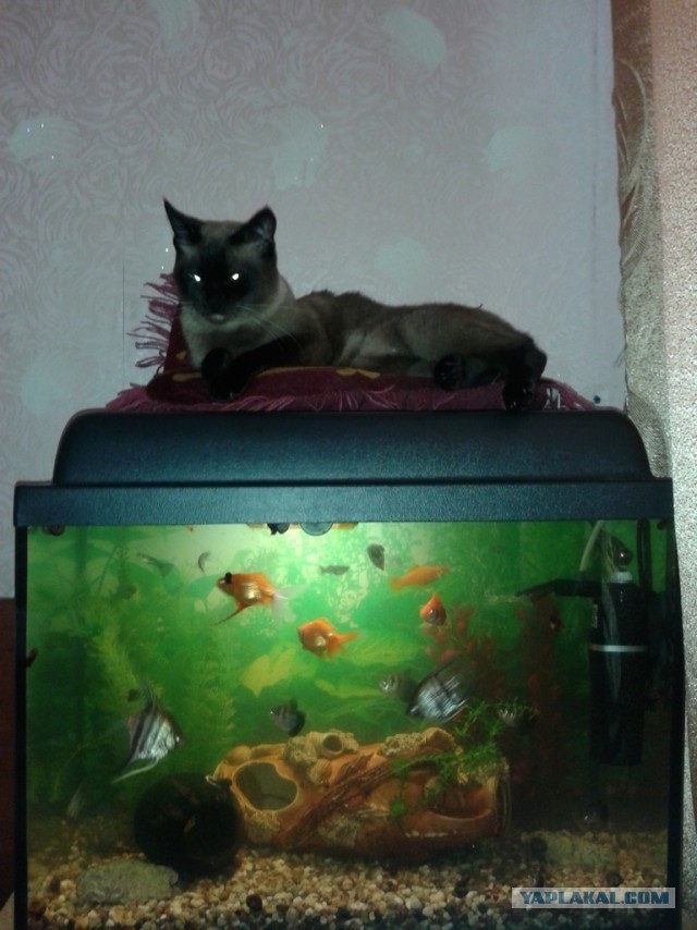 Котовторник 17.09.2013