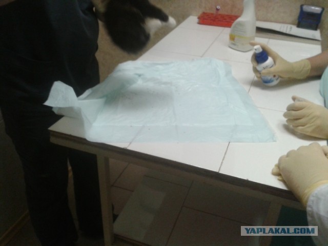 История одного "почти спасения".