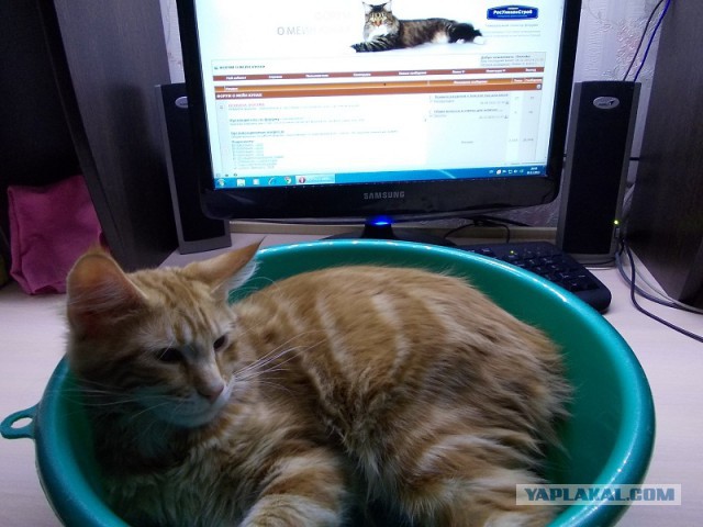 Котовторник  10.12.2013