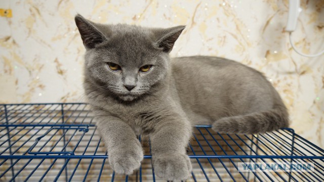 Котовторник 25.02.2014