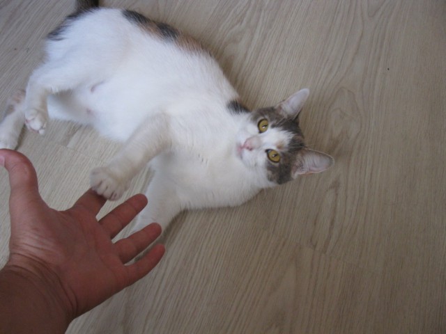 Котовторник 15.07.2014.