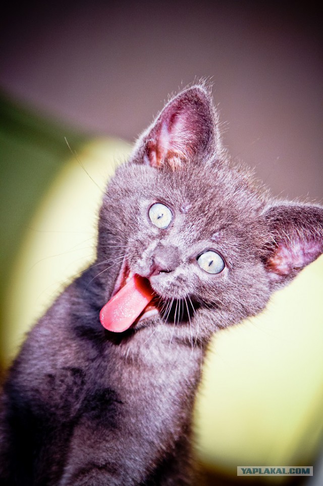 А у тебя есть фото твоей зевающей котейки ?