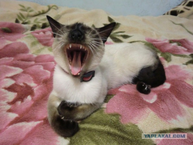 А у тебя есть фото твоей зевающей котейки ?