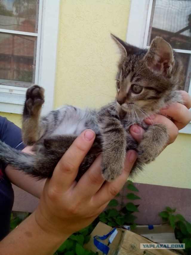 Есть желающие приютить?