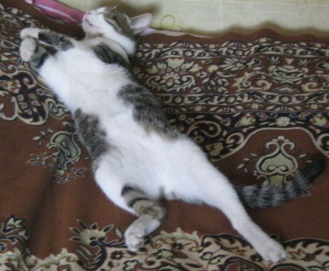 Котовторник 05.08.2014