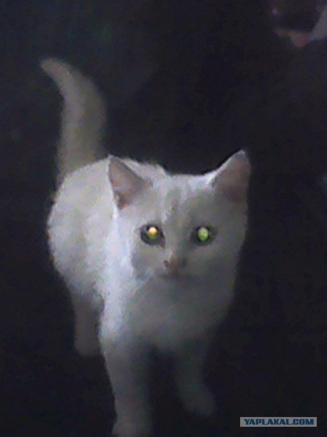 Котовторник 02.09.2014