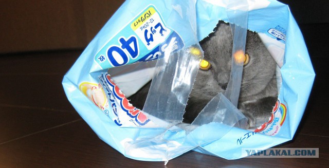 Котовторник 7.10.2014
