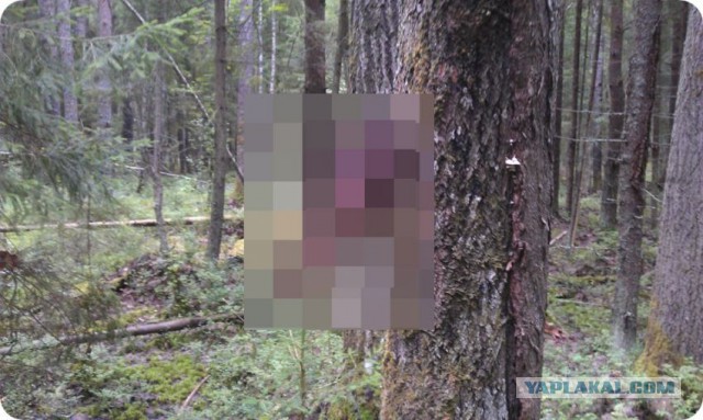 Находки в лесу.