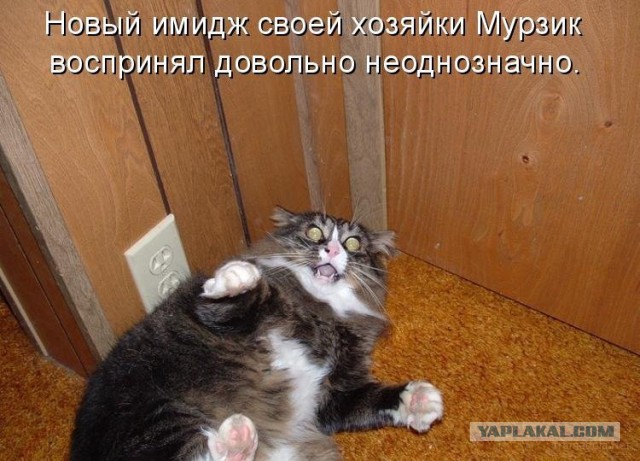 Животные в шоке