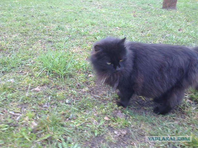 Котовторник 9.12.2014