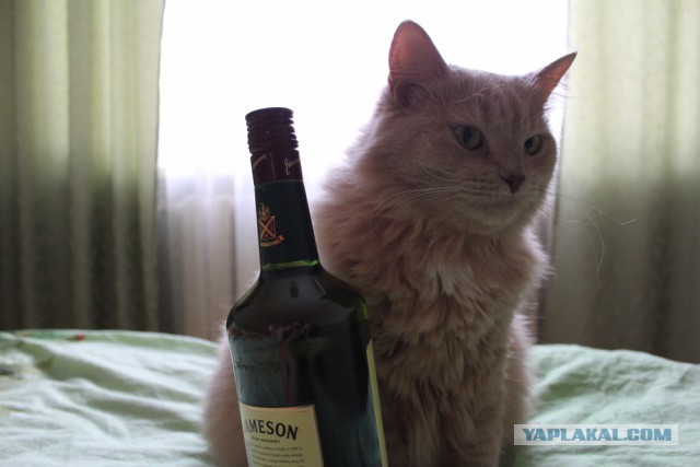 Котовторник 30.12.2014