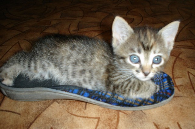 Котовторник