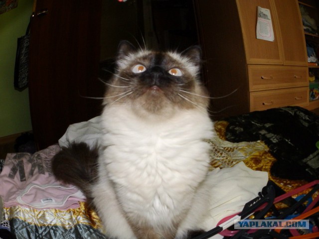 Котовторник