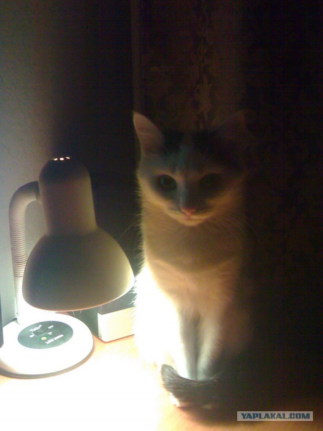 Вот вам тёплая ламповая кошка.