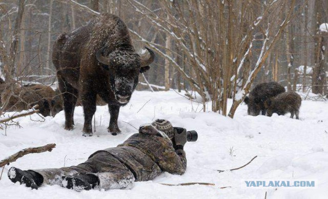 Весна, охота...