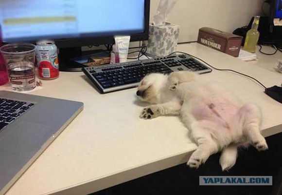 http://s00.yaplakal.com/pics/pics_preview/5/6/8/5716865.jpg