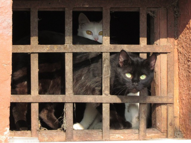 Котэподборка