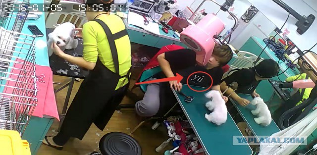 За что я люблю китайцев