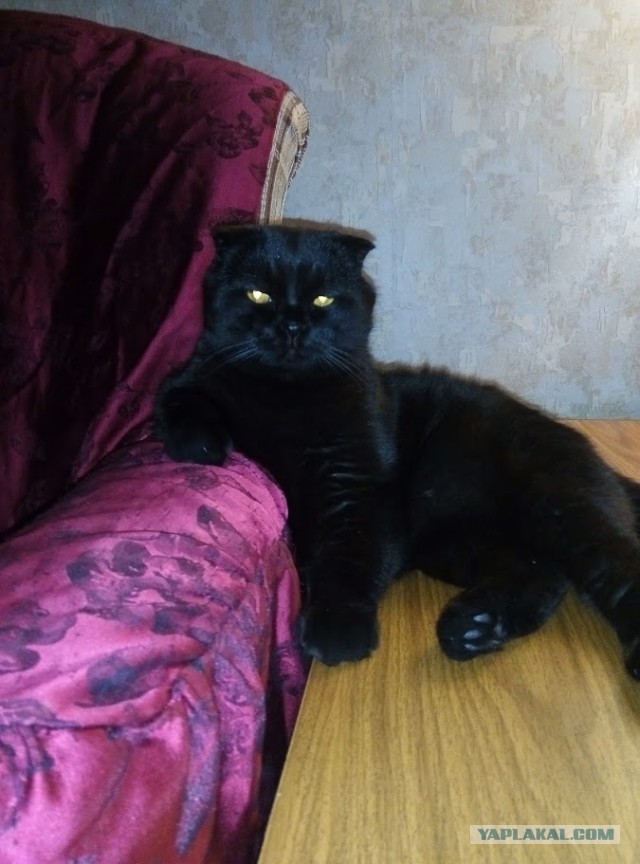 Котовторник
