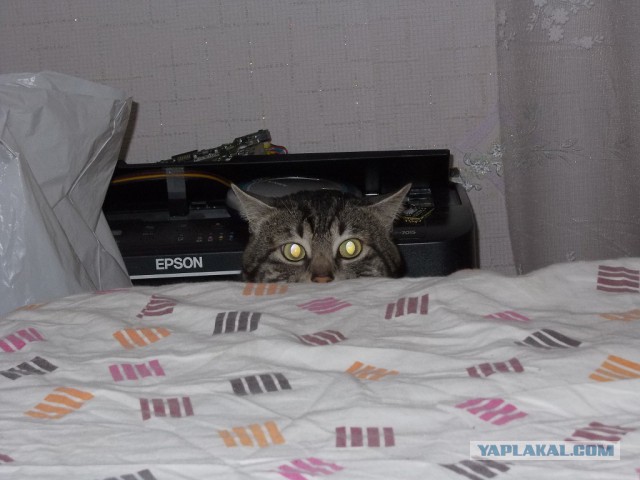 Коты в засаде