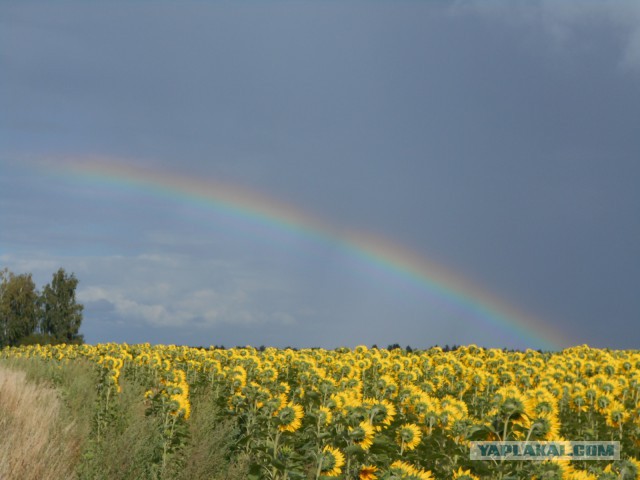 Я узнал, что у меня есть огромная семья