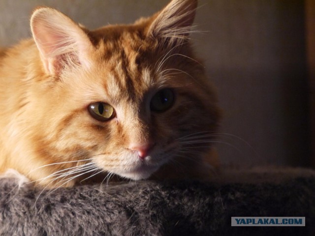 История одного кота