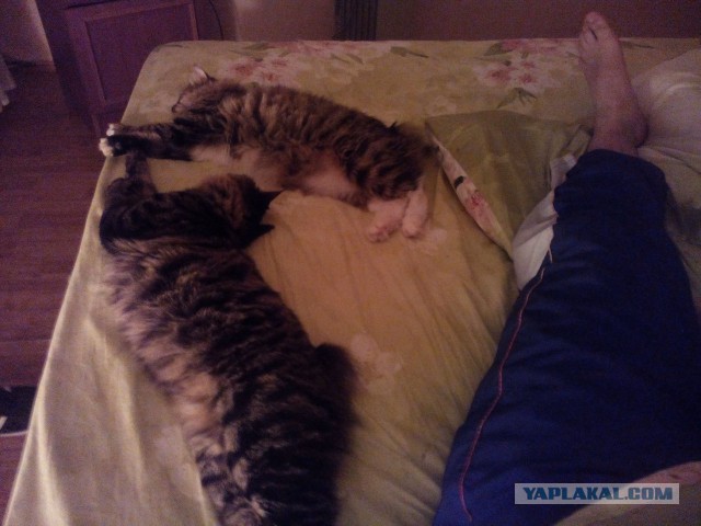 Котовторник 05.07.16