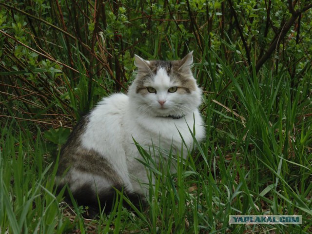 Котовторник 19.07.2016