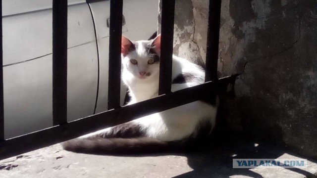 Котовторник 26.07 2016