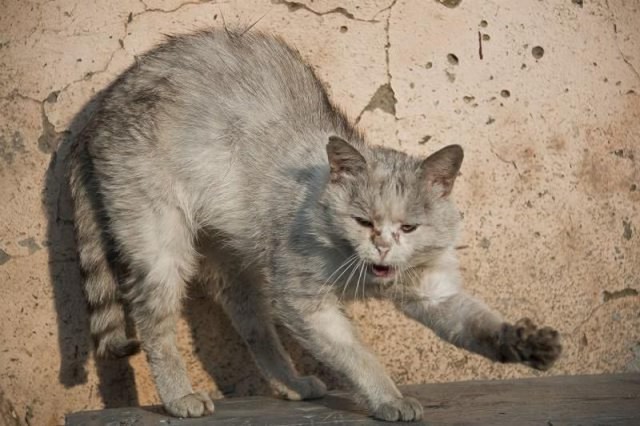 Драная Кошка Фото