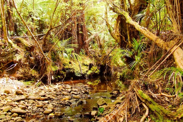 Great Barrier Island. Новая Зеландия.