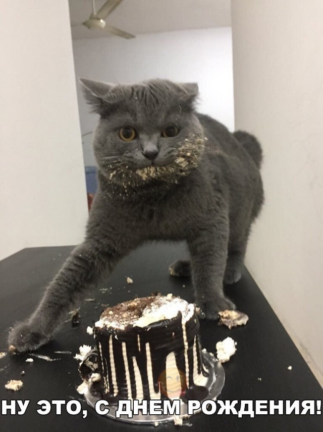 Коты и Кошки