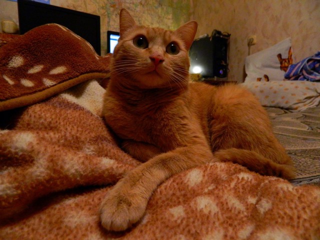 Найденыш. Котовторнику посвящается.