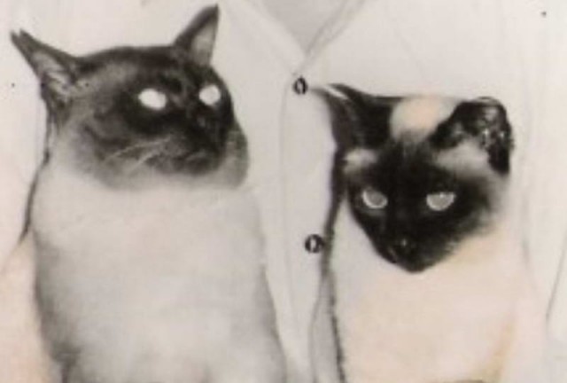 Коты и Кошки