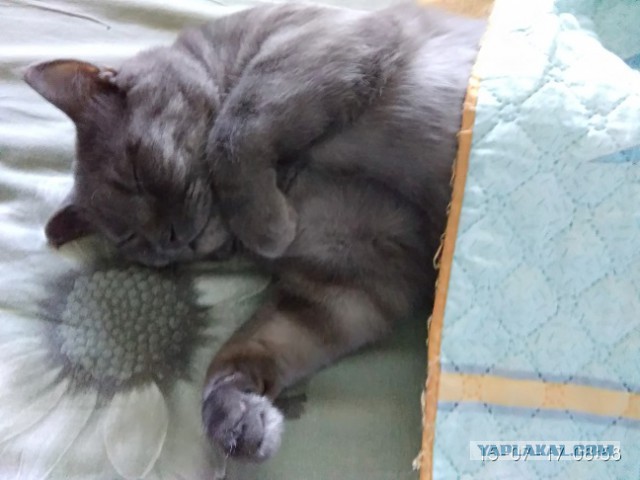 Котовторник 18.07.2017