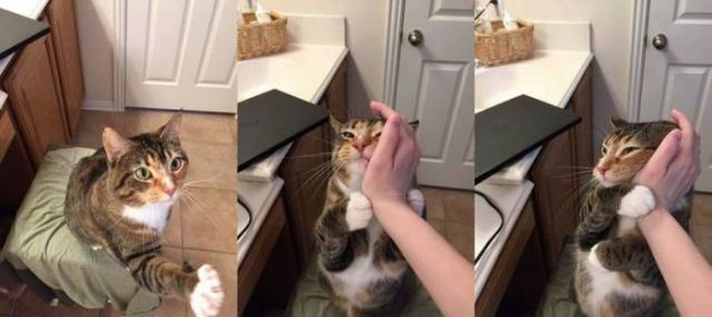 Коты и Кошки