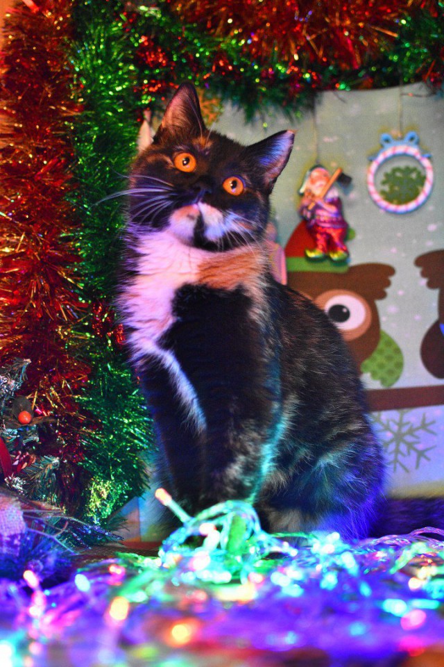 Коты и Кошки