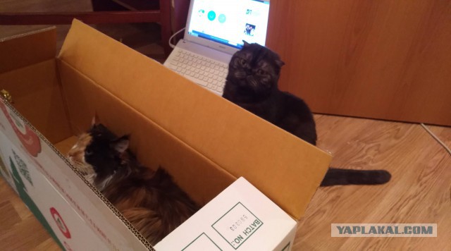 Котовторник 9.01.2018