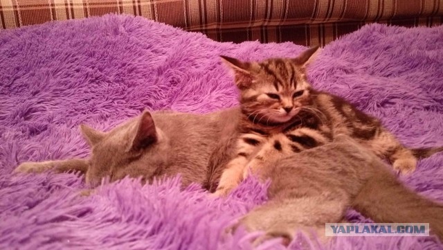 Котовторник 24.04.2018
