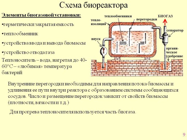 Рубрика "В мире животных" из Одинцово